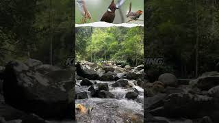 Download lagu masteran ciblek cililin dan prenjak kepala merah mp3