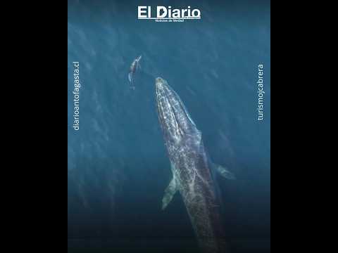 La riqueza del mar en Antofagasta: captan a una ballena y un delfín juntos frente a Mejillones