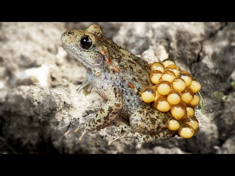 How Do Toads Give Birth In The Wild