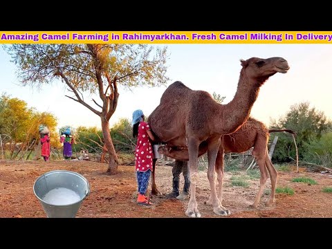 Amazing Camel Farming in Rahimyarkhan. Fresh Camel Milking In Delivery