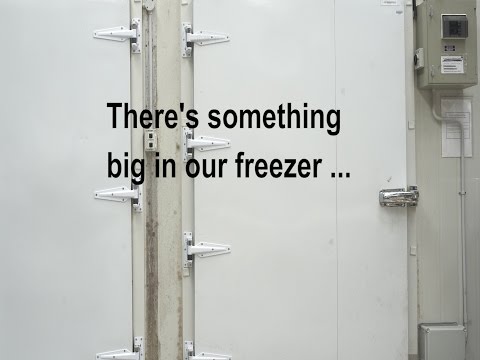 Science Live: Colossal Squid