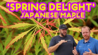 Acer palmatum &#39;Spring Delight&#39; Japanese Maple