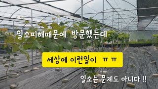 샤인머스켓을 심었는데 샤인머스켓은 어디에 있는거지?