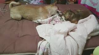 2匹の夜遊び♪柴犬♀チョビとダックスフンド♂マロン