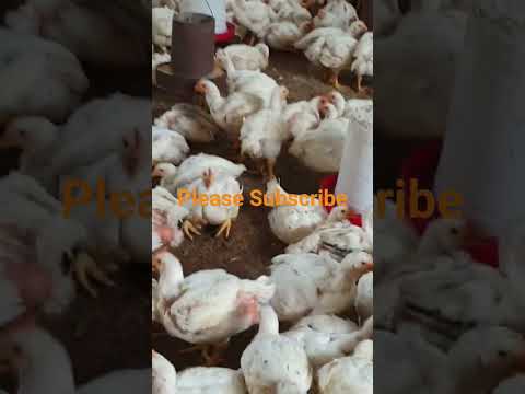 , title : 'Poultry Farming Business Ideas l How To Start Poultry Farming Business l Poultry Farming Medicine'