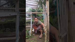 Download lagu Mau ketawa takut dosa video lucu bikin ngakak #viralvideo #funny #comedy #ngakak #lucu #trending mp3