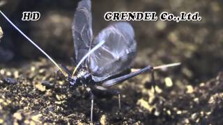 秋の虫の鳴き声を音声で聞いてみた いつも聞いてるあの鳴き声は何の虫 Middle Time 秋の虫の鳴き声を音声で聞いてみた いつも聞いてるあの鳴き声は何の虫 Middle Time