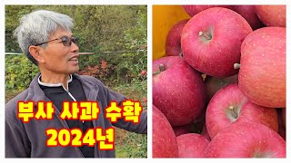 부사 사과 수확(2024년)하는 가을농원 방문 수확 그리고 판매 구입방법까지