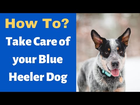How to Properly Take Care of your Blue Heeler Australian Cattle dog?
