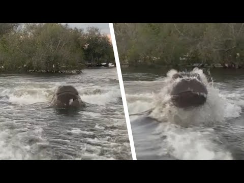 Das riesige, wütende Tier kommt schnell näher. Das Boot kann nicht noch schneller fahren