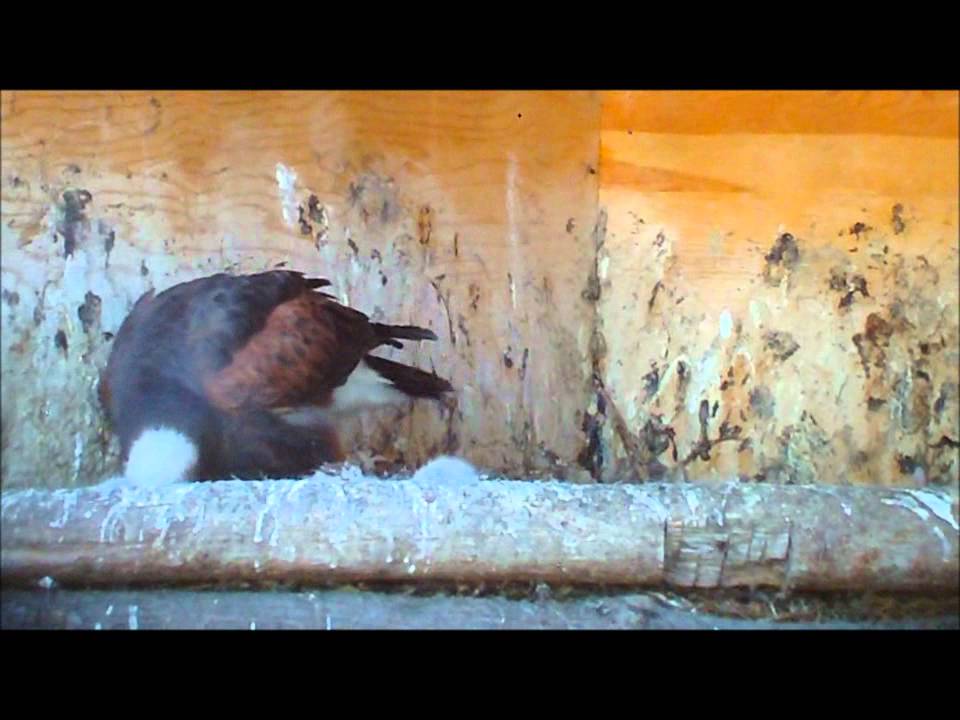 Breeding Harris Hawks and 2011 Chicks