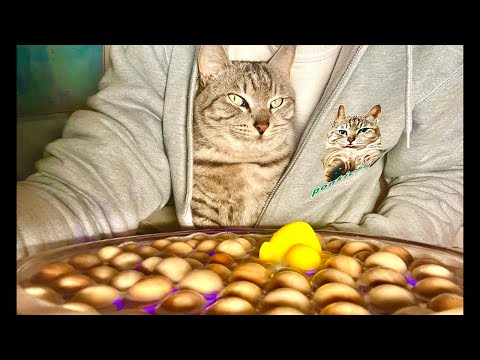 Deep Relax ASMR｜Cat Purring & Wooden Balls【live】