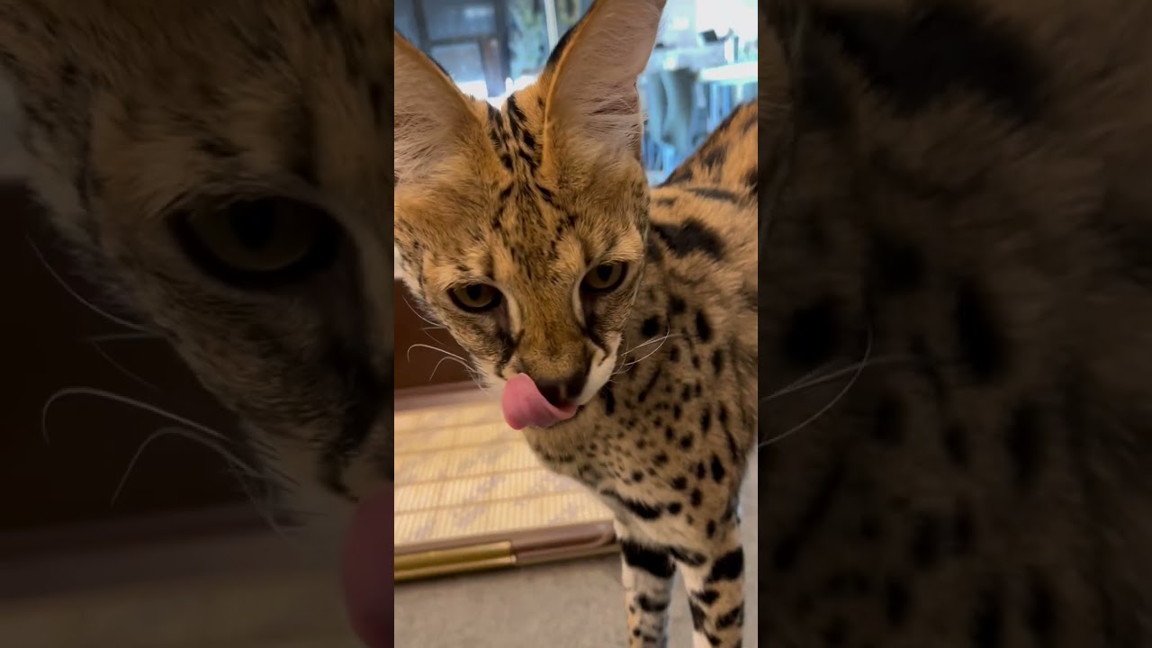 【おはようサーバルシリーズ㊱】