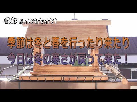 シジュウカラをバルコニーに引き寄せる方法は？彼らの冬の好きな食べ物は何ですか?  庭園