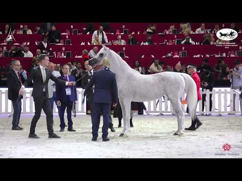 N 62 NADA AL SHAHANIA   World Arabian Horse Championship 2022   PARIS   Senior Mares Section B Class