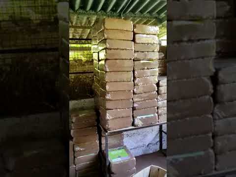 Organic Cocopeat Blocks