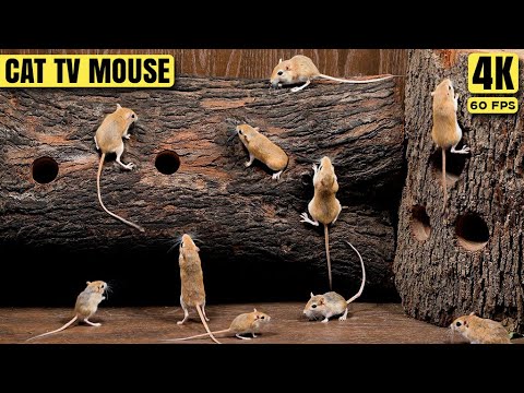 Cat TV Mouse - Mice Hide & Seek in a Real Home - 8 Hours of 4K Fun for Cats