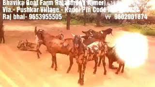 Bhavika Goat Farm Rajasthan ( Ajmer) Via.- Pushkar Village - Kadel Pin Code No.-305021 Raj bhai- 965