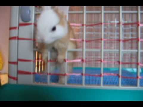 監獄兔 逃獄記