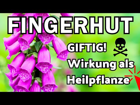 Der Fingerhut (Digitalis) Wirkung als Heilpflanze aber HOCHGIFTIG!