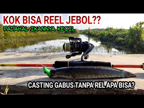 NGAK NYANGKA!! IKAN SEKECIL INI BISA BIKIN REEL SAMPE JEBOL || casting gabus semarang