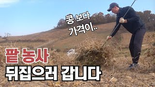 팥 농사 수확~ 콤바인 탈곡 준비 (콩 농사에 비해 수익은?)