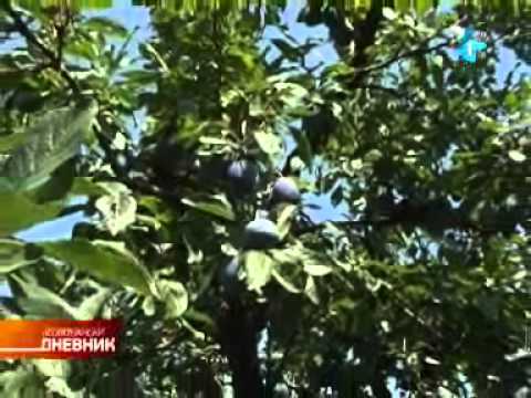 Voćari: Izuzetna cena šljive