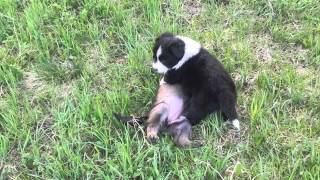 2013 04 17 Alina vom Fernblick "Lass mich in Ruh"