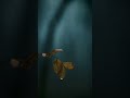 Slow Motion Nature Video Nature Shorts Short