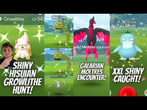 ✨Caccia al Growlithe Hisuian cromatico! Incontro con Moltres di Galar, cattura di un Pokémon crom...