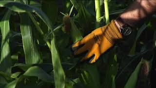 Eliminate Corn Ear Worms