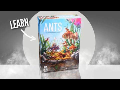 Ants Board Game | Rules Explained & Full Solo Playthrough