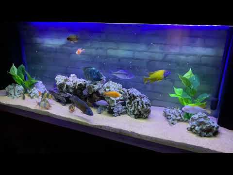 African Cichlids Brine Shrimp Feeding