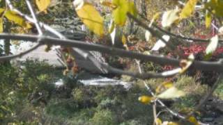 Viennese Waltz Medley - André Rieu