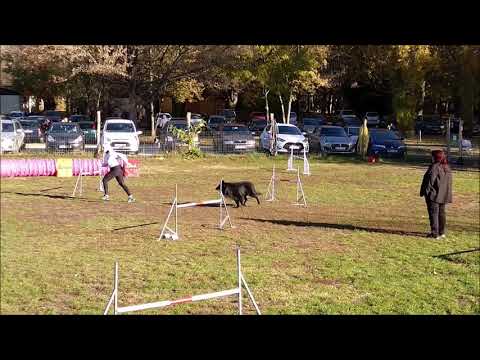 HAJÓGYÁRI AGILITY HÁZIVERSENY 2021.11.06 - Mithos & Jetti