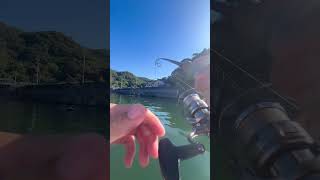 チヌトップ 水面爆発！ 夏はチヌトップ