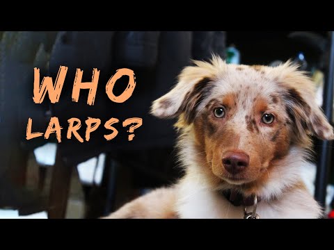 WHO LARPS with Nova | 91