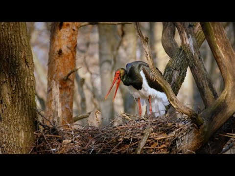 Bocian čierny (Ciconia nigra) — Black Stork hlasy páru pri hniezde