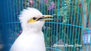 Download lagu Terapi Jalak Putih Pagi Hari Cepat Bikin Jalak Putih Malas Bunyi Merespon Auto Nyaut mp3
