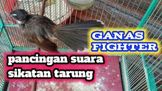 Download lagu suara sikatan jawa tarung mp3