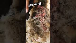 MAGGOTS WERE EATING THIS LAMB ALIVE!
