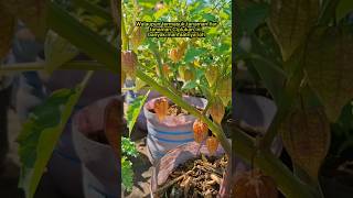 Download lagu Walaupun termasuk tanaman liar tanaman ciplukan ini banyak manfaatnya loh #berkebun #kebunatap mp3