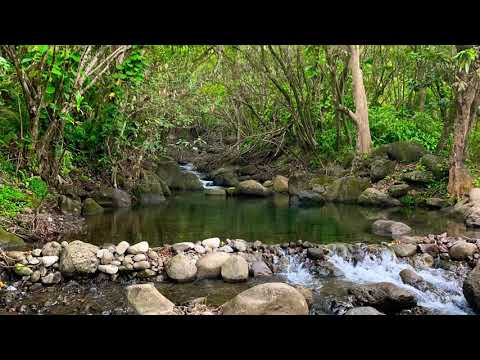 Rasta Nuh Gangsta (EQ)