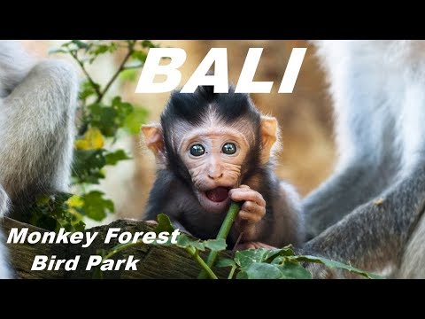 download lagu mp3 mp4 Wildlife Sanctuary In Bali, download lagu Wildlife Sanctuary In Bali gratis, unduh video klip Wildlife Sanctuary In Bali