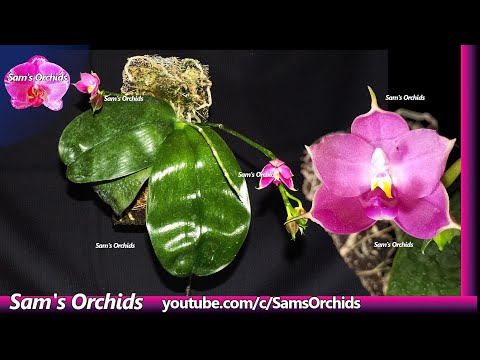 ❾Mounted 𝙋𝙝𝙖𝙡𝙖𝙚𝙣𝙤𝙥𝙨𝙞𝙨 Orchid update (2021/07)