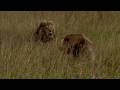 5 Male Lions Try To Intimidate An Old Male Lion Who Doesn T Get Intimidated