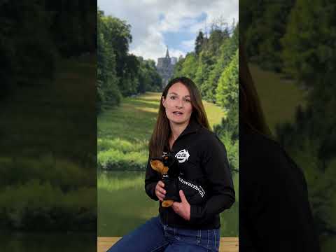 Video Vorschau
