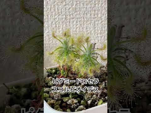 食虫植物(ファイル)