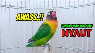 Download lagu Lovebird Ngekek Panjang Suaranya Cepat Memancing BUNYI, AWAS Lovebirdmu Bisa Langsung NYAUT mp3