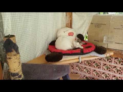 Quincy V7 Katzenhoffnung